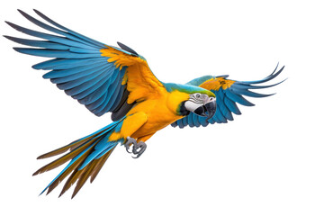A blue-and-yellow macaw isolated on transparent background.