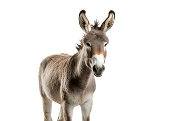 A donkey isolated on transparent background.