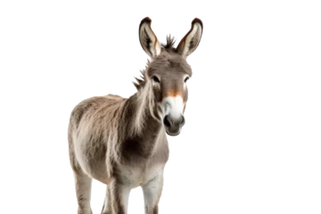 Fotobehang A donkey isolated on transparent background. © tong2530