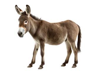 Foto op Plexiglas A donkey isolated on transparent background. © tong2530