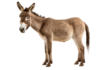 A donkey isolated on transparent background.