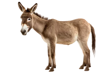 Poster A donkey isolated on transparent background. © tong2530
