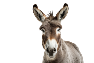 A donkey isolated on transparent background.