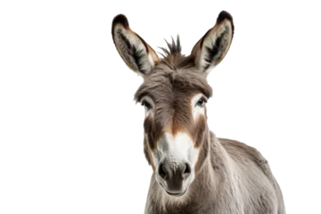 Fotobehang A donkey isolated on transparent background. © tong2530