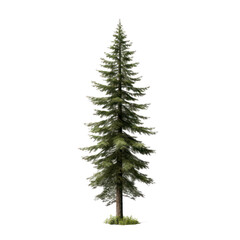 Fir tree isolated on white transparent background, PNG