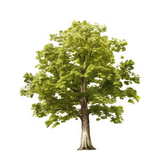 Plane tree isolated on white transparent background, PNG