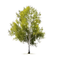 Poplar tree isolated on white transparent background, PNG