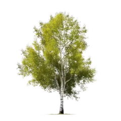 Gardinen Poplar tree isolated on white transparent background, PNG © Rawf8