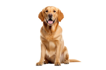A golden dog isolated on transparent background. - Powered by Adobe