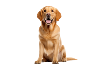 A golden dog isolated on transparent background.