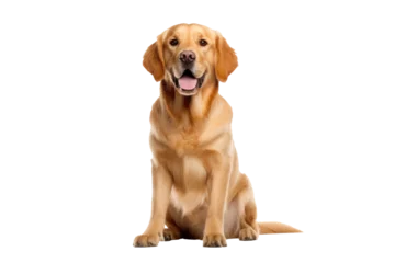 A golden dog isolated on transparent background. © tong2530
