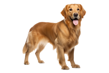 A golden dog isolated on transparent background.