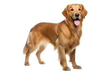 Poster A golden dog isolated on transparent background. © tong2530