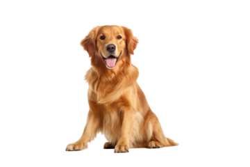 A golden dog isolated on transparent background.