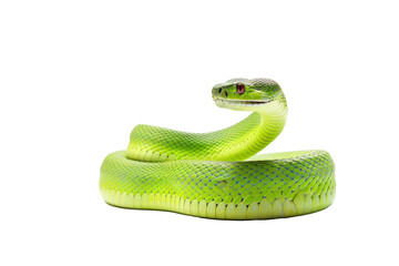 Fototapeta premium A green snake isolated on transparent background.