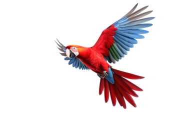 Fototapeta premium A scarlet macaw parrot flying isolated on transparent background.