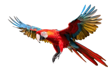 Foto auf Acrylglas A scarlet macaw parrot flying isolated on transparent background. © tong2530