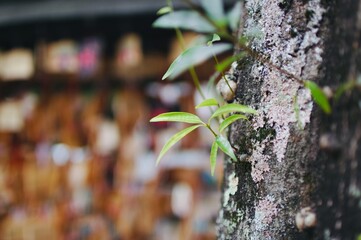 神社の境内のイメージ