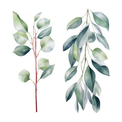 eucalyptus plant set, watercolor vector illustration, isolated on white background