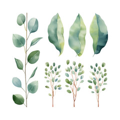 eucalyptus plant set, watercolor vector illustration, isolated on white background