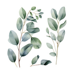 eucalyptus plant set, watercolor vector illustration, isolated on white background