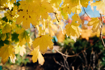 Yellow maple leaves on a tree. Autumn background. Leaf fall. The wind sways the leaves on the tree.