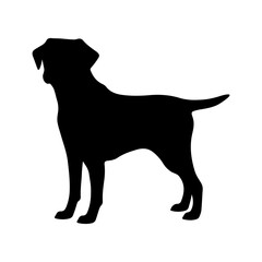 Standing Labrador Retriever vector silhouette