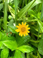 Yellow flower with dew drops
