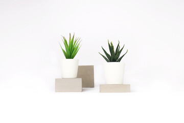 nature potted succulent plant in white flowerpot on the raw concrete cement stone in front of white background and banner with green cactus and cacti is called haworthia and century plant in desert