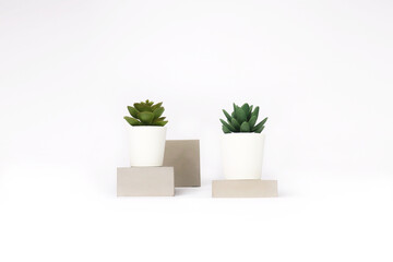 nature potted succulent plant in white flowerpot on the raw concrete cement stone in front of white background and banner with green cactus and cacti is called pachyphytum and echeveria in desert