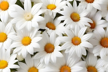beautiful white flowers