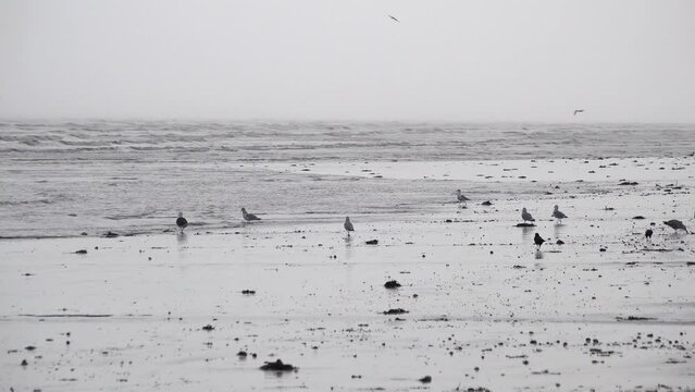 Gulls and crows walk along a sandy seashore searching for food as waves lap in on a dark and moody early morning before storm Ciar&aacute;n is due to make landfall.