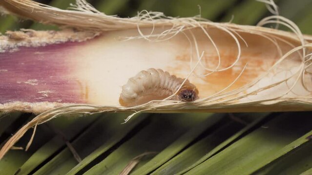 Macro Sot of Crawling Larva of Pest Palm Borer Moth in Europe