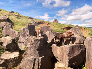 the nature landscape view is a herd of goat group standing on rock cliff precipice in wild animal park zoo with green plant and white cloud on blue sunny sky beautiful background