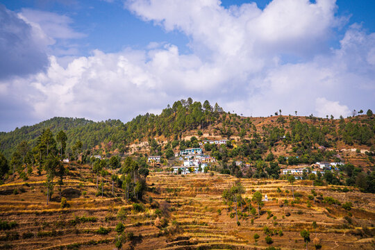 Highland agricultural fields of wheat in the Himalayas, Uttarakhand, India Panorama Landscape Photography 