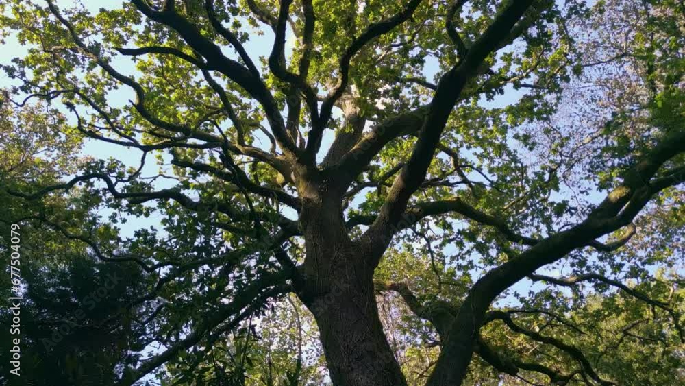 Poster looking at the trunk and branches of ancient tropical tree in summertime. low angle