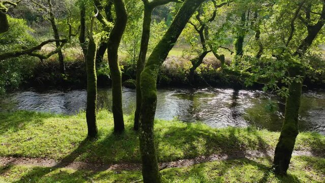 Freshwater River In Dense Tropical Forest At Carballeira Municipal de Baio Hiking Area In Spain. Sideways 