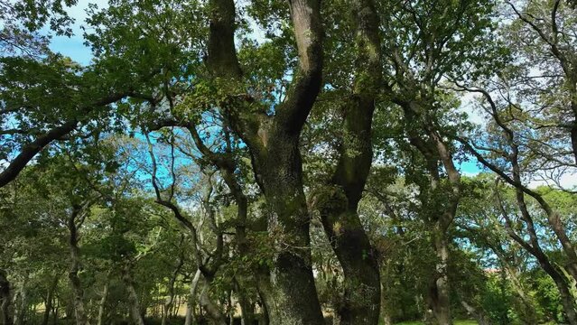 Old Trees With Barks Covered With Moss In Carballeira Municipal de Baio, A Coruna, Spain. Low Angle
