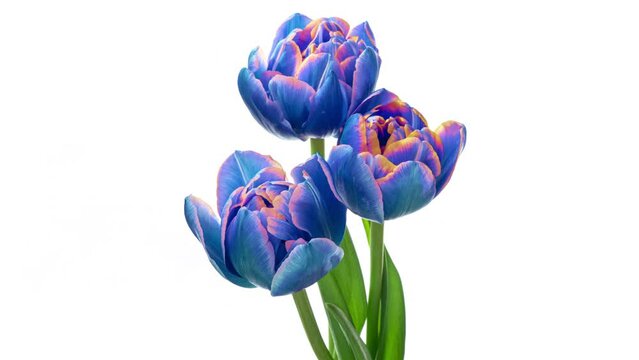 Amazing blue tulip flowers blooming on the white background. Wedding backdrop, Valentine's Day concept. Mother's day, Holiday, Love, birthday