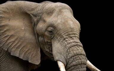 Obraz premium close up image of an elephant, emphasizing its majestic features and textured skin
