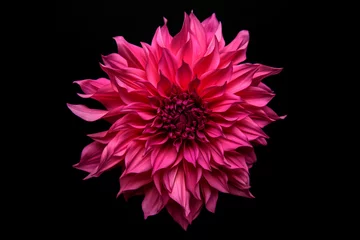 Foto op Canvas Studio portrait of a beautiful single Cafe Au Lait Royal dinnerplate Dahlia bloom, isolated over black background. Isolated dahlia flower. © andreaobzerova