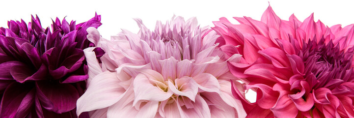 Studio portrait of 3 beautiful dinnerplate Dahlia blooms, isolated over white background. Isolated dahlia flowers.