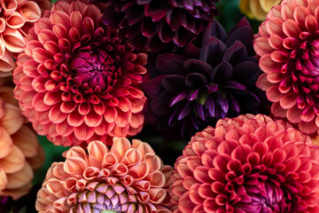 Dahlia blooms background. Colorful dahlia flowers close up. Floral background.
