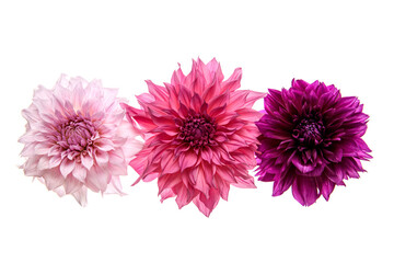 Studio portrait of 3 beautiful dinnerplate Dahlia blooms, isolated over white background. Isolated dahlia flowers.