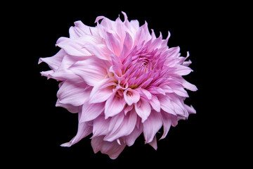 Studio portrait of a beautiful single Shiloh Noelle dinnerplate Dahlia bloom, isolated over black background. Isolated dahlia flower.