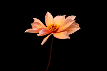 Obraz premium Studio portrait of a beautiful single Waltzing Matilda Dahlia bloom, isolated over black background. Isolated dahlia flower.