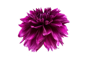 Studio portrait of a beautiful single Thomas Edisson Dahlia bloom, isolated over white background. Isolated dahlia flower.