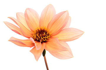 Studio portrait of a beautiful single Waltzing Matilda Dahlia bloom, isolated over white background. Isolated dahlia flower.