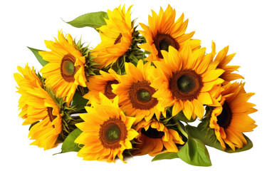 Radiant Yellow Sunflowers On Isolated Background
