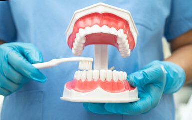 Asian dentist cleaning teeth of dental model with tooth brush for patient and studying about dentistry.